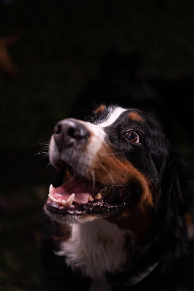 손님에게 짖는 반려견 사진