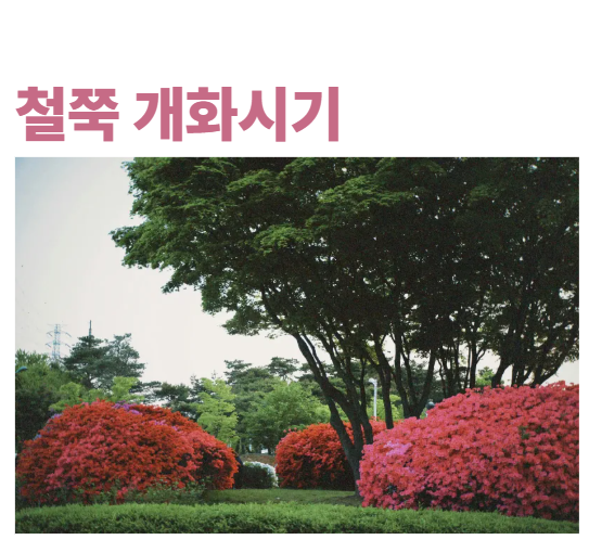 철쭉 개화시기