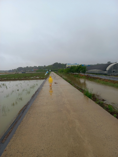 [명주 달팽이 키우기] 채집, 먹이, 사육환경