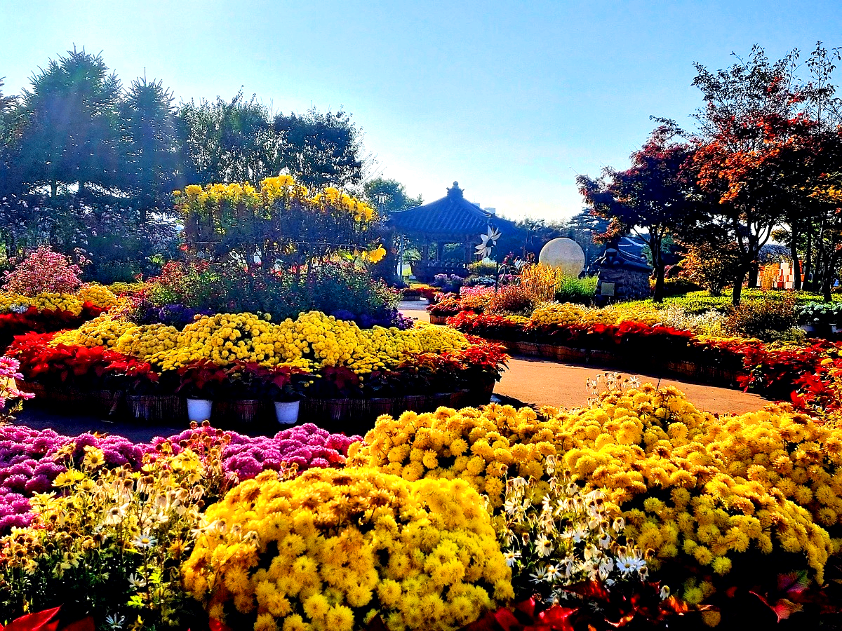 2024 인천 계양 아라온 가을꽃 전시회, 국화 축제(~11.10.): 야경, 아라뱃길, 전통놀이 체험