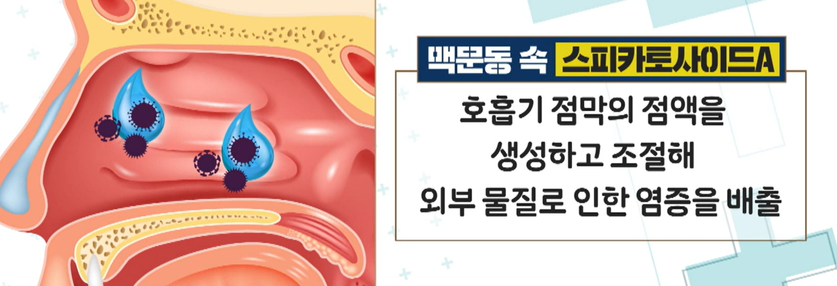 맥문동 효능