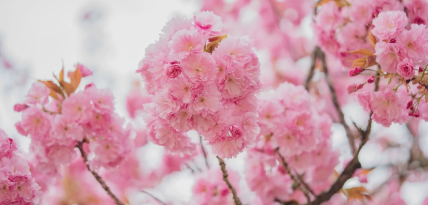 공공 텃밭 분양 시기 관련 사진