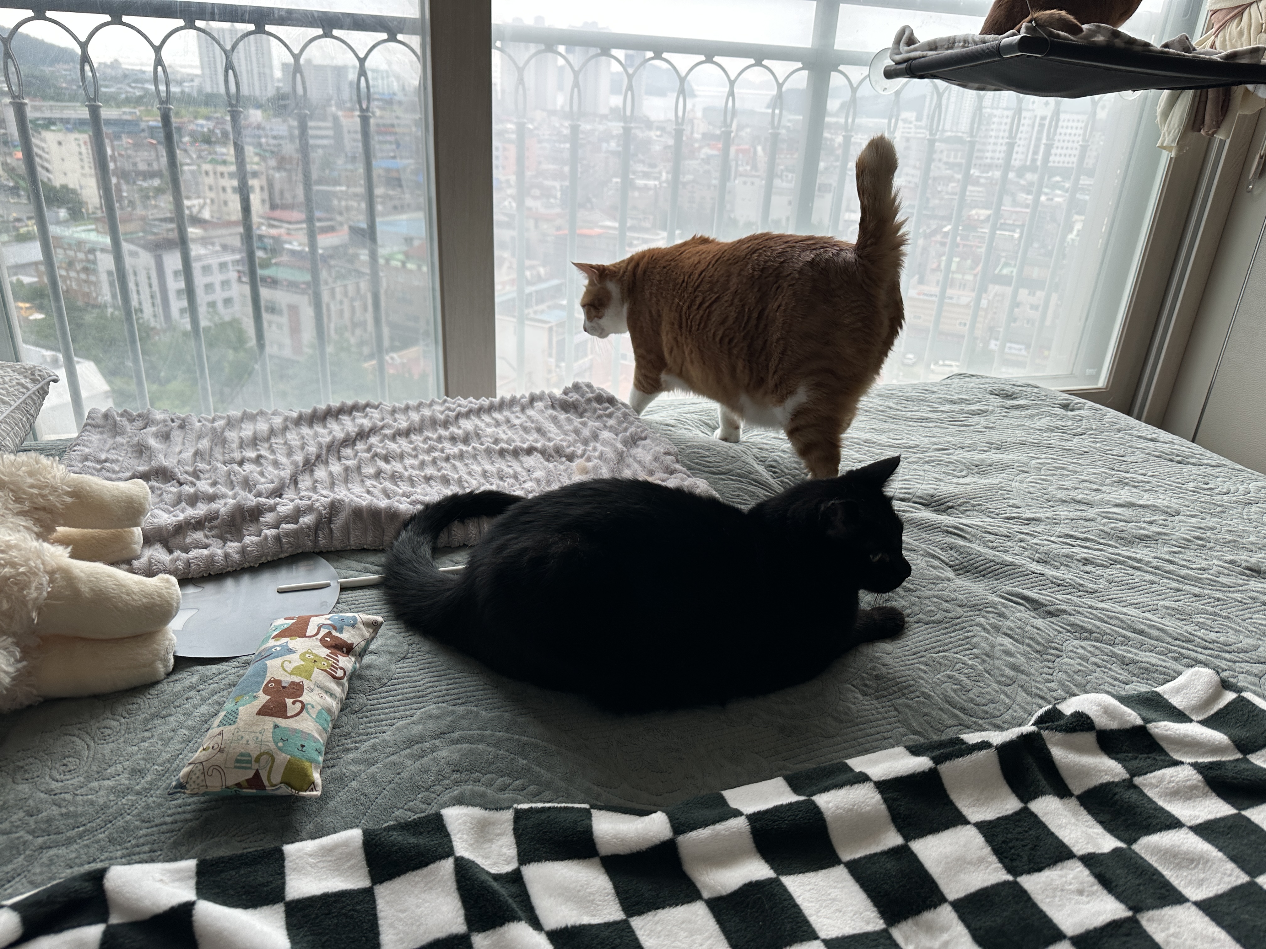 돌아서버린_호야와_남겨진_건이