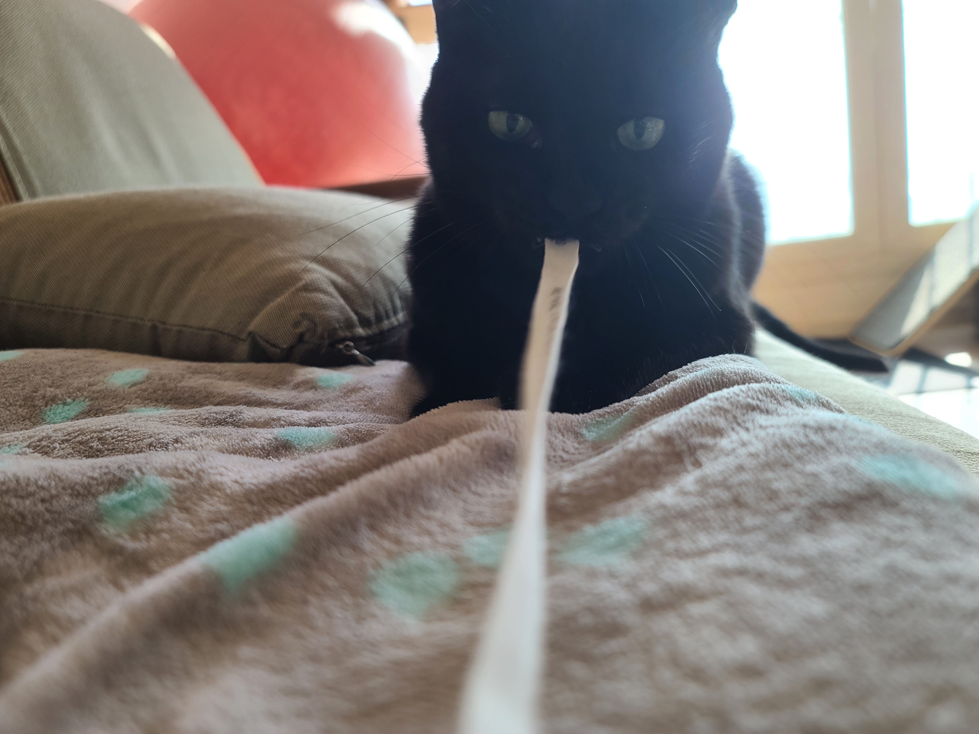 리본끈 하나로도 행복한 고양이들(feat.고양이들이랑 놀아주는 방법)