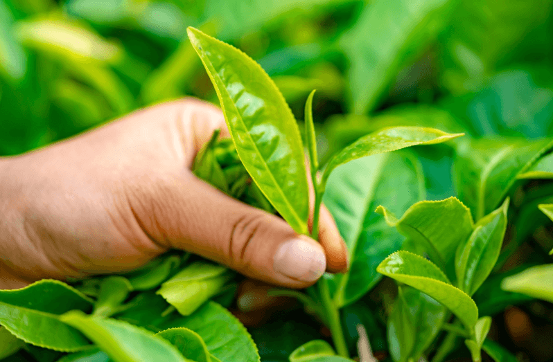 보이차 효능, 손으로 차잎을 따는 모습