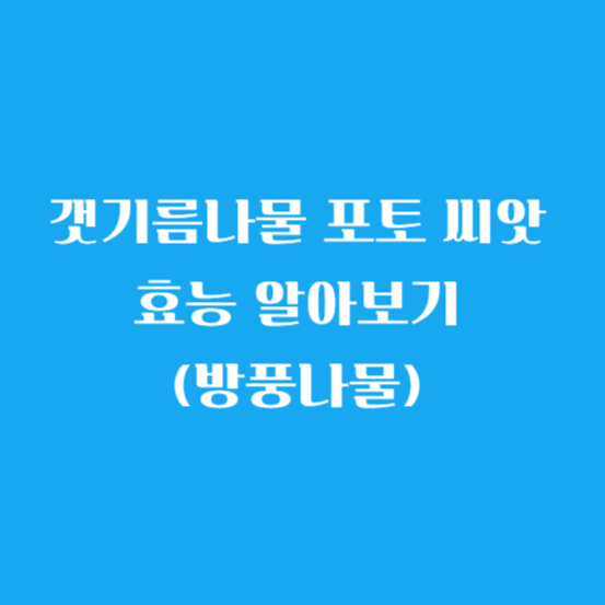 갯기름나물 포토 씨앗 효능 알아보기(방풍나물)