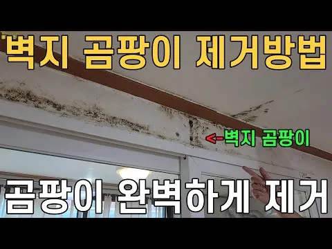 곰팡이 제거 방법 방지 페인트 냄새 없애기_5
