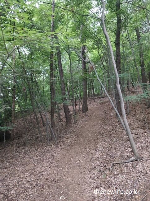Narrow dirt trail in a quiet pine forest / 고요한 소나무 숲에 조성된 흙길 산책 코스