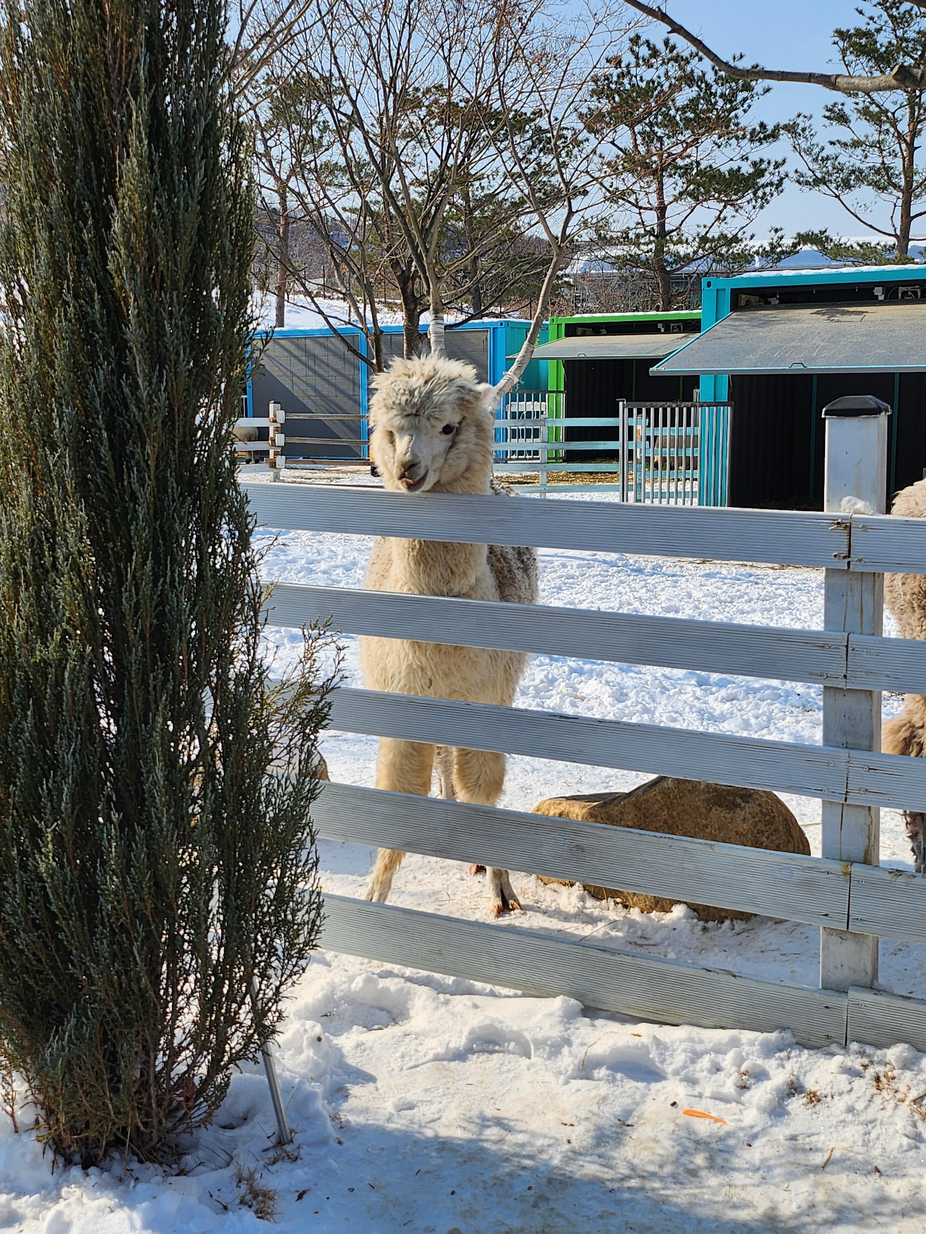 가평 베고니아 정원