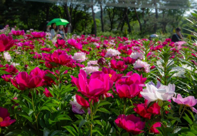 전주 근교 꽃구경, 옥정호 붕어섬 출렁다리 작약꽃 개화시기