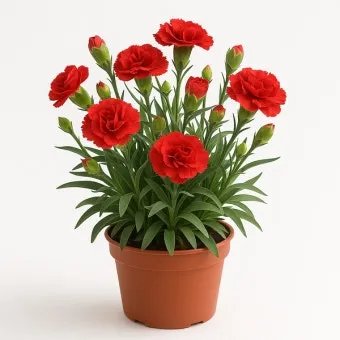 카네이션 화분 키우는 방법 생화 꽃바구니 관리_11