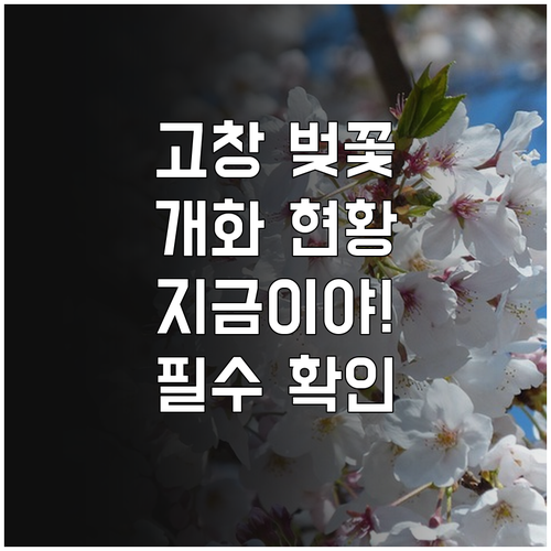 전북 고창 벚꽃 명소와 실시간 개화 ..