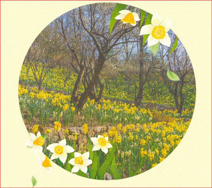 2025 화담숲 벚꽃 예약