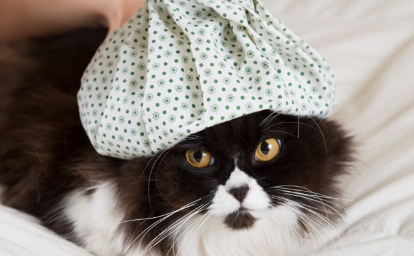 머리를 식히는 고양이.