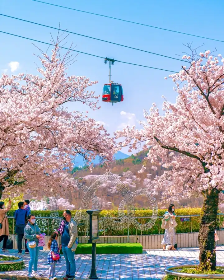 이월드블라썸피크닉