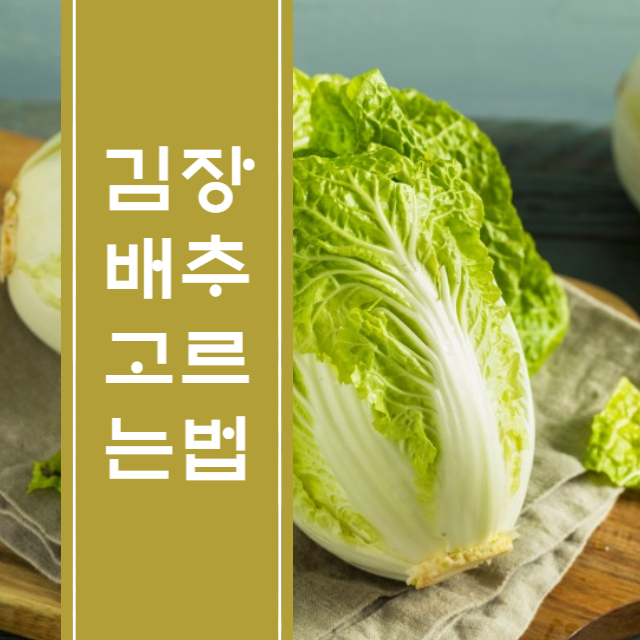 김장 배추 고르는법