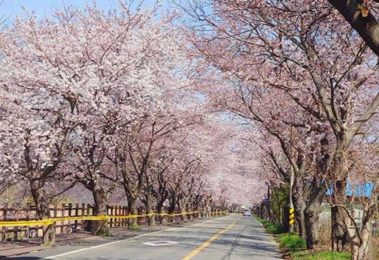마산 벚꽃 명소