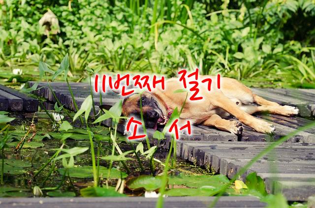 11번째 절기 소서