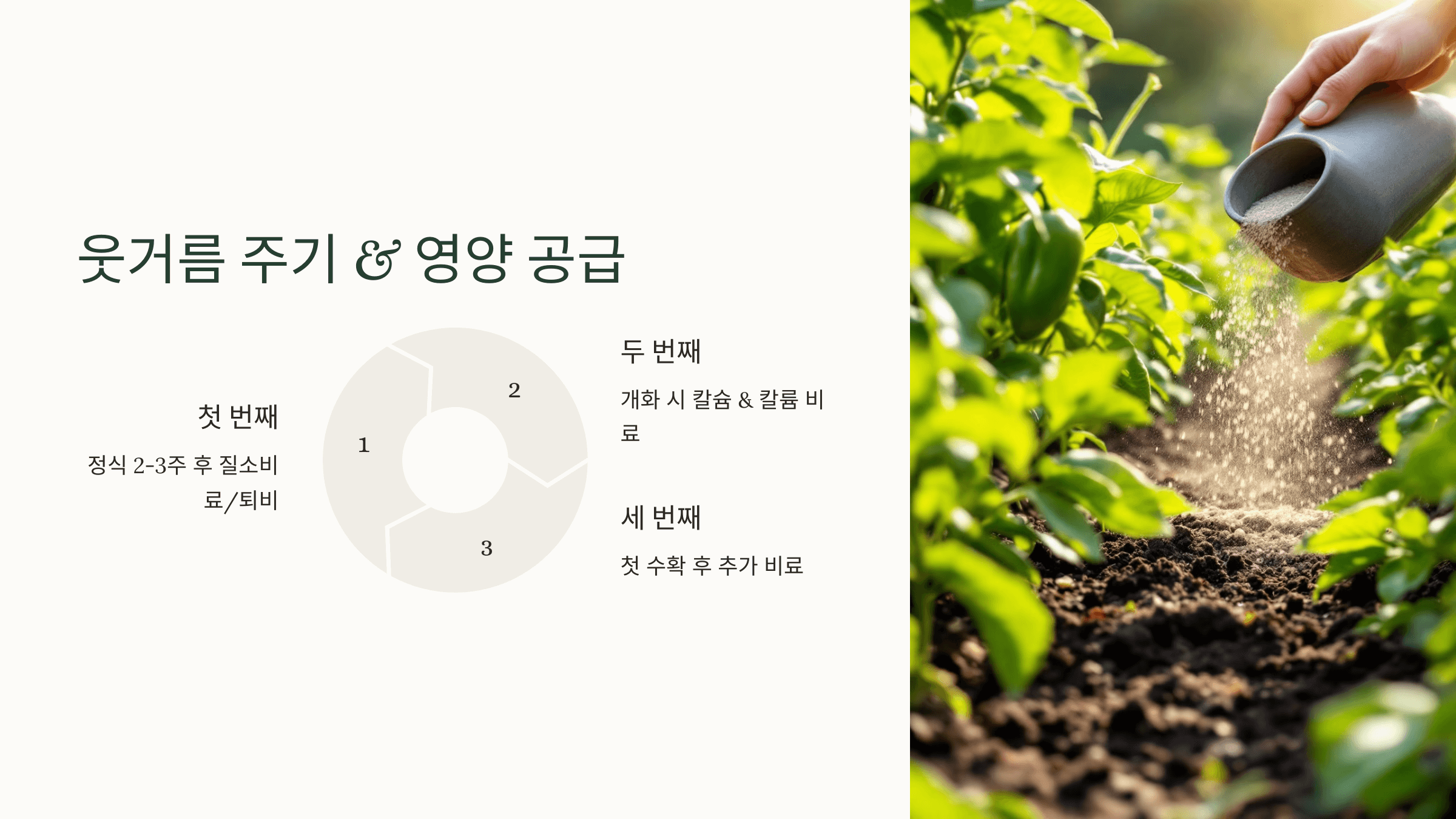 고추 사진입니다.