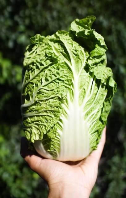 강원도 절임배추 사전예약