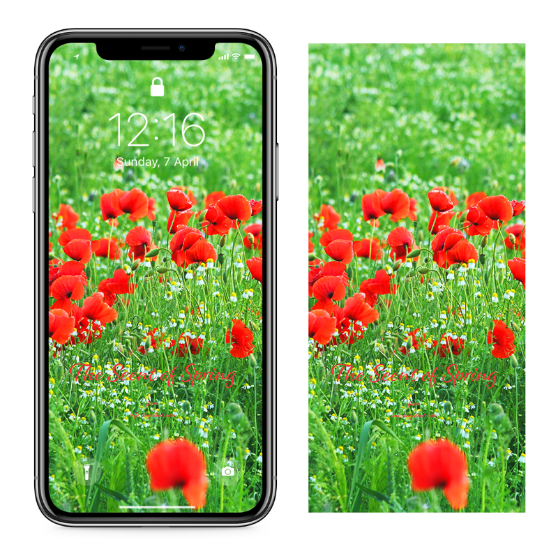 05 꽃양귀비 여러송이 C - The Scent of Spring 꽃배경화면