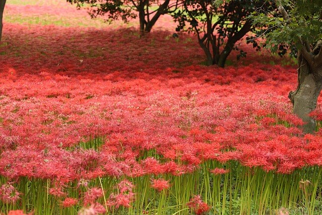 내장산 단풍 절정 시기|주차·케이블카·탐방코스 완전정리