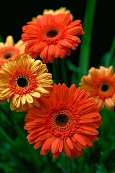 영취산 진달래 축제