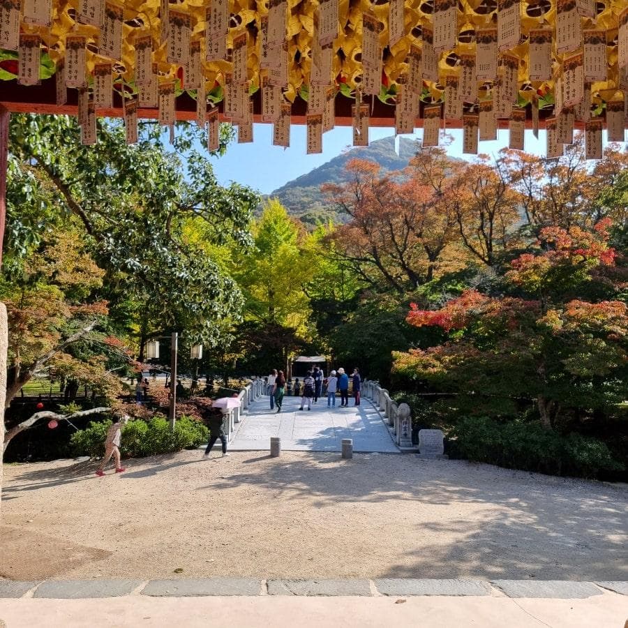 [4월 축제]사계절의 모습이 다 아름다운 고창 선운사❘동백꽃, 홍매화 사진 이벤트