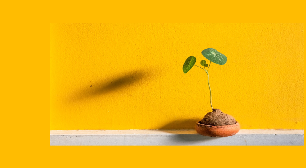 노란 배경 위에 작은 화분에서 자라나는 새싹과 잎이 보이는 성장 이미지
※ 너무 시적이지 않게, 이미지 내용 중심으로 적은 게 좋아 (접근성 + 검색용)