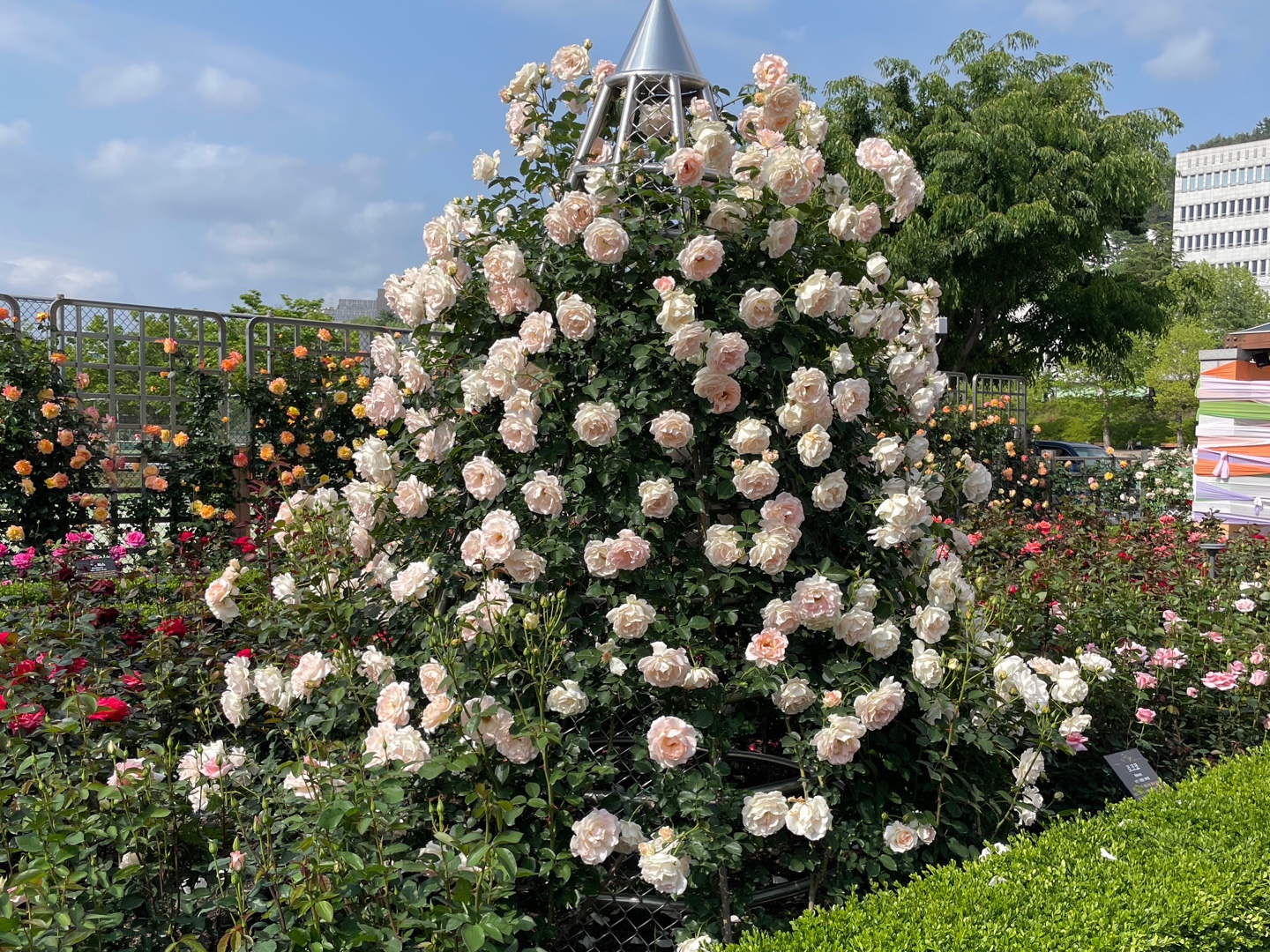 광주 장미꽃 조선대학교 장미원