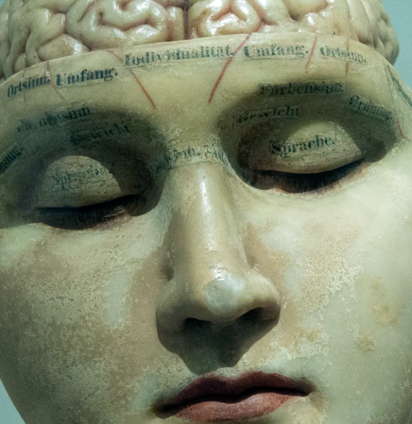 사람의두뇌모습