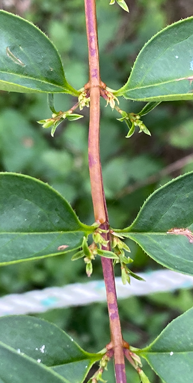 미선나무 겨울눈2