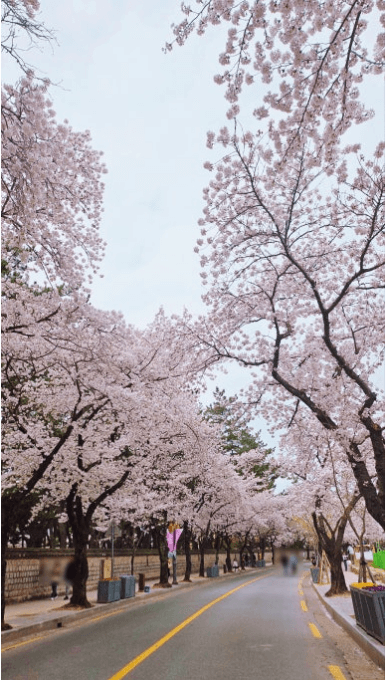 경주 벚꽃 개화 시기 및 축제 및 명소와 관련된 사진