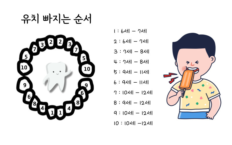 유치 빠지는 순서