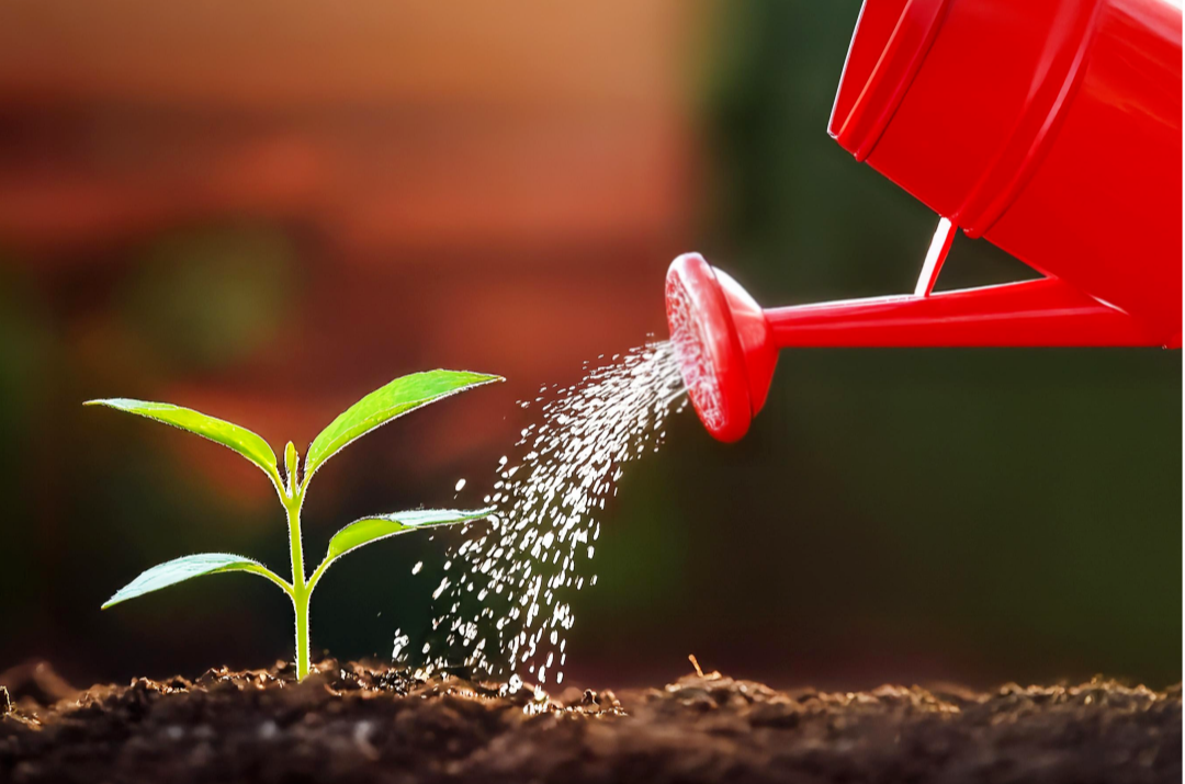 식물에 물주는 사진