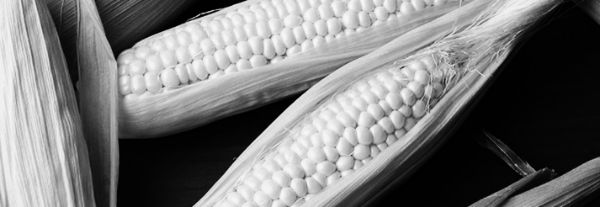 초당옥수수 보관 방법