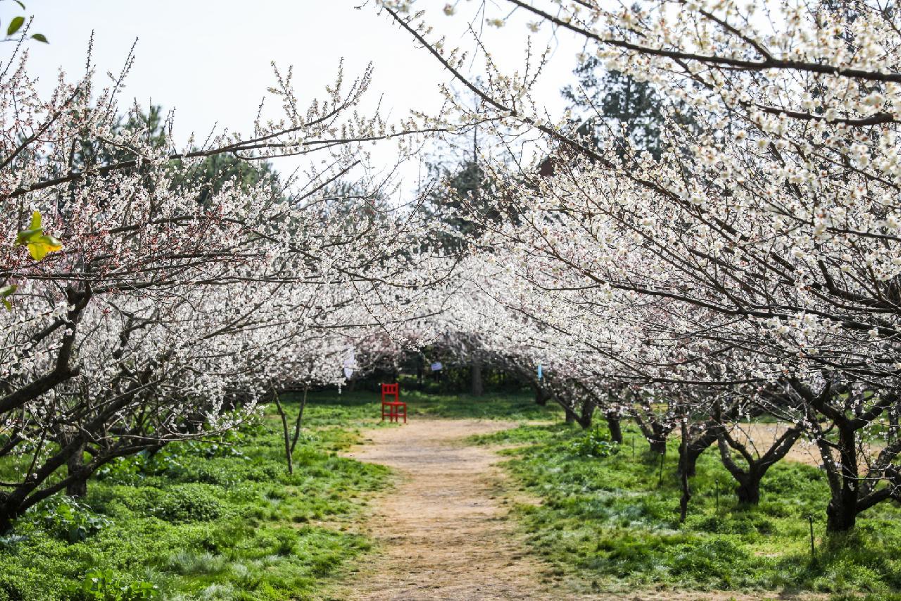 봄 축제 가볼만한곳: 제주 휴애리 매화축제