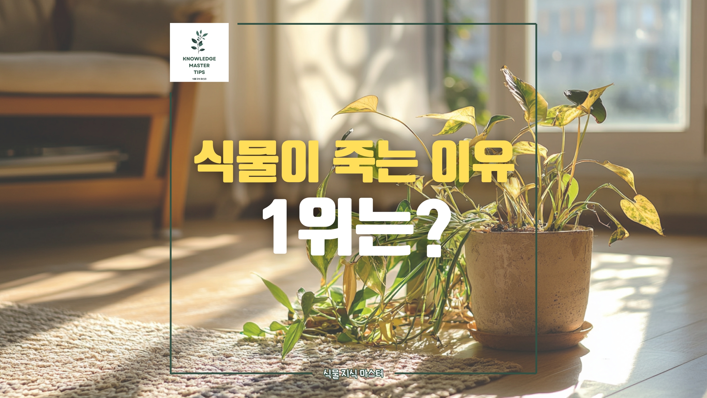 물을 줬는데 더 시들어간다구요? 반려식물 죽는 이유 1위는 바로...