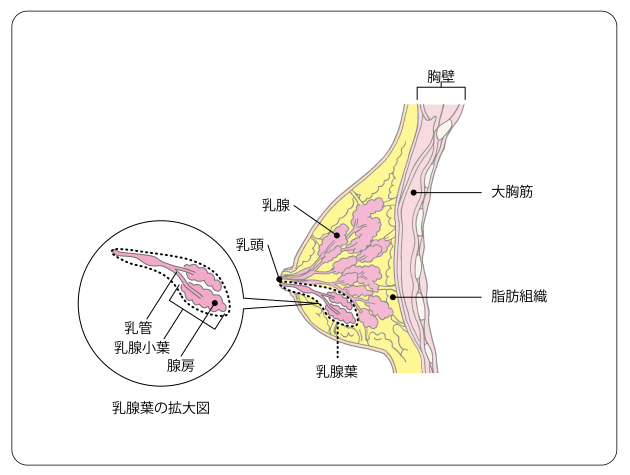 유방암에 대하여