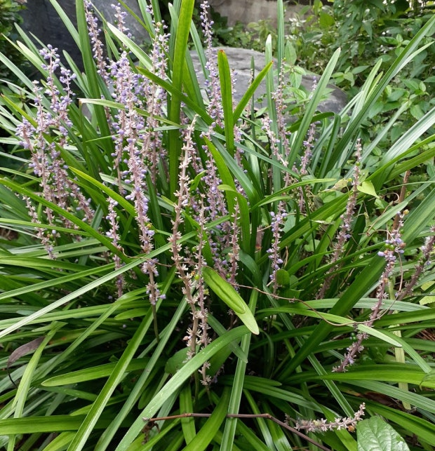 맥문동 효능 먹는법 주의할점 맥문동차