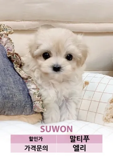 말티푸가격 2024년 솔직한 분양가 정보_3