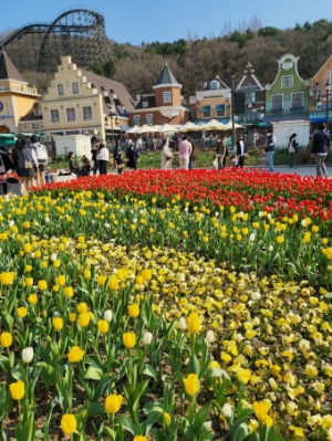 에버랜드 튤립축제