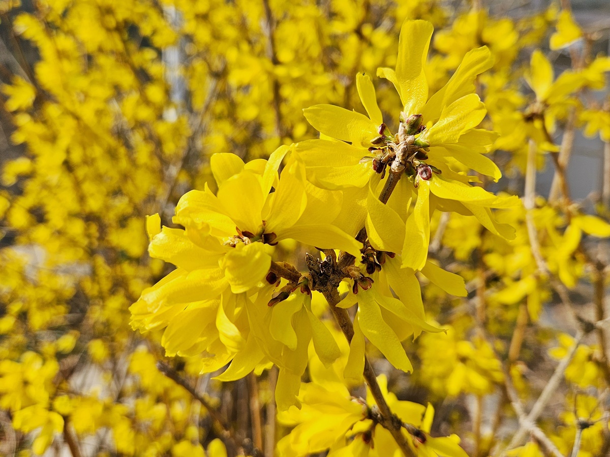 만리화(금강개나리)