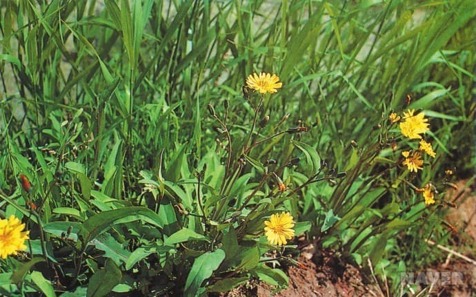 청명과 한국의 봄나물