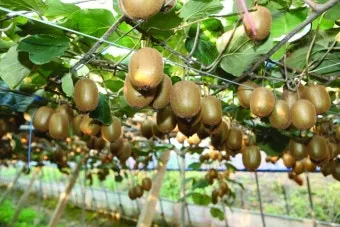 키위 재배 수분 수정 덩굴 유인 월동 대비_14