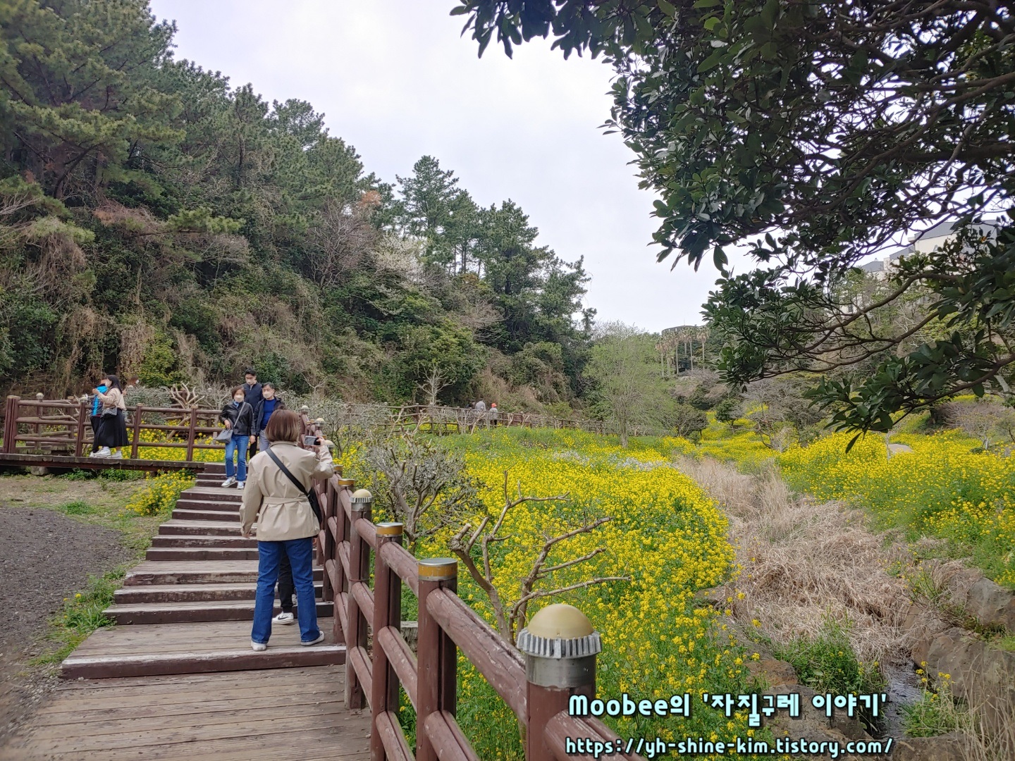 제주 엉덩물계곡 유채꽃