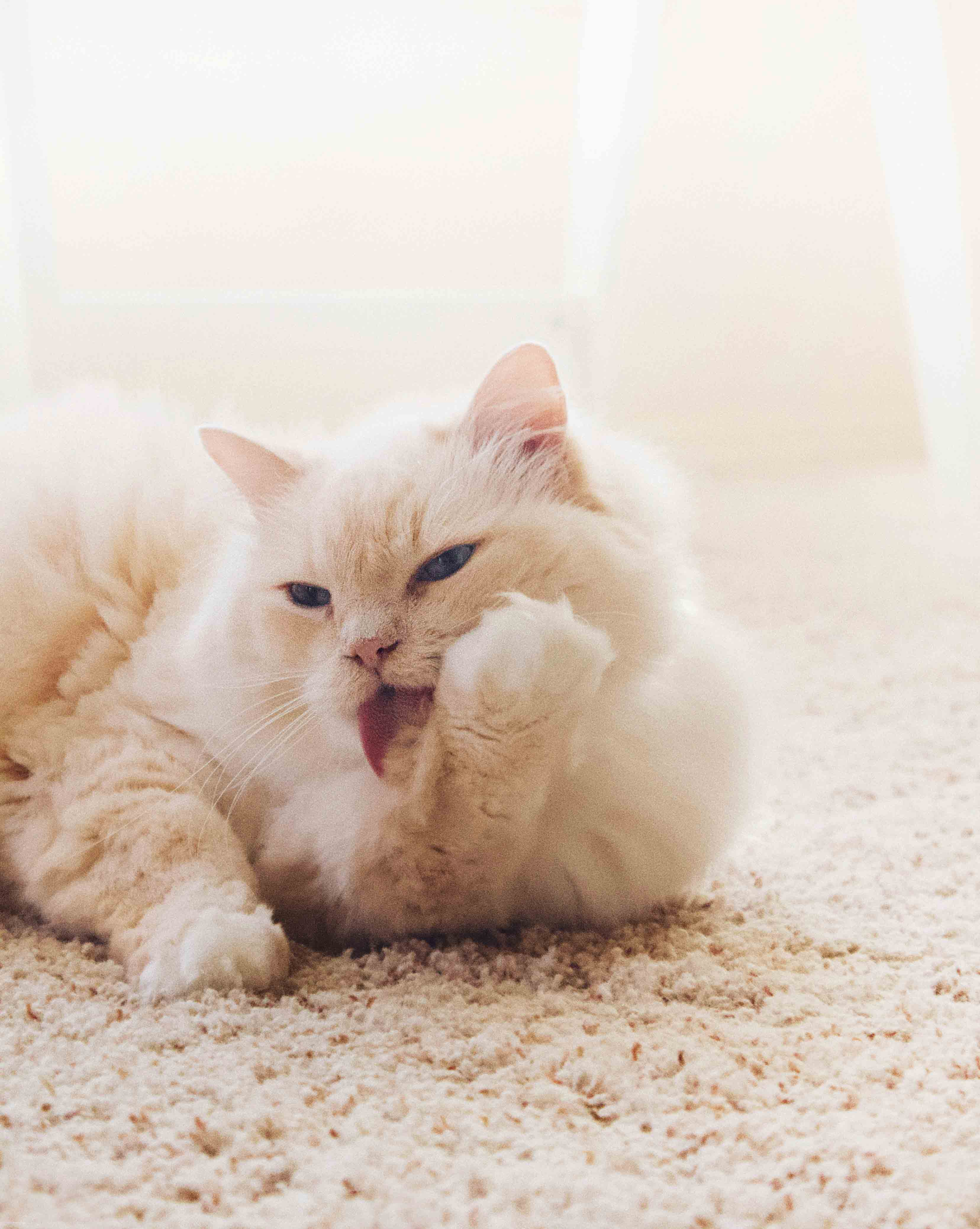 고양이 그루밍 사진