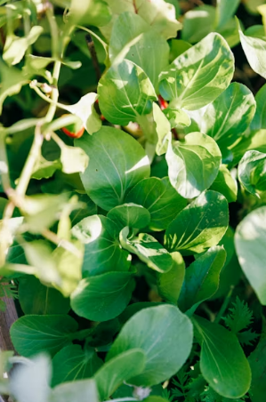 아이들도 잘 먹는 달콤한 쑥버무리 만들기: 멥쌀가루 배합과 수분 조절의 모든 것