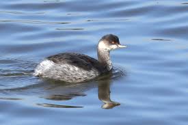 검은목논병아리가 번식에 실패하는 서식지 조건