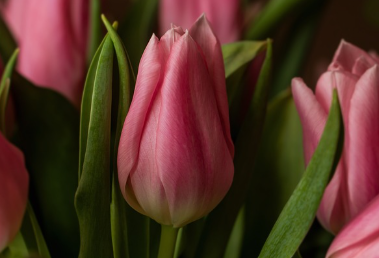 튤립파종 시기와 키우는 방법 알아보기 1